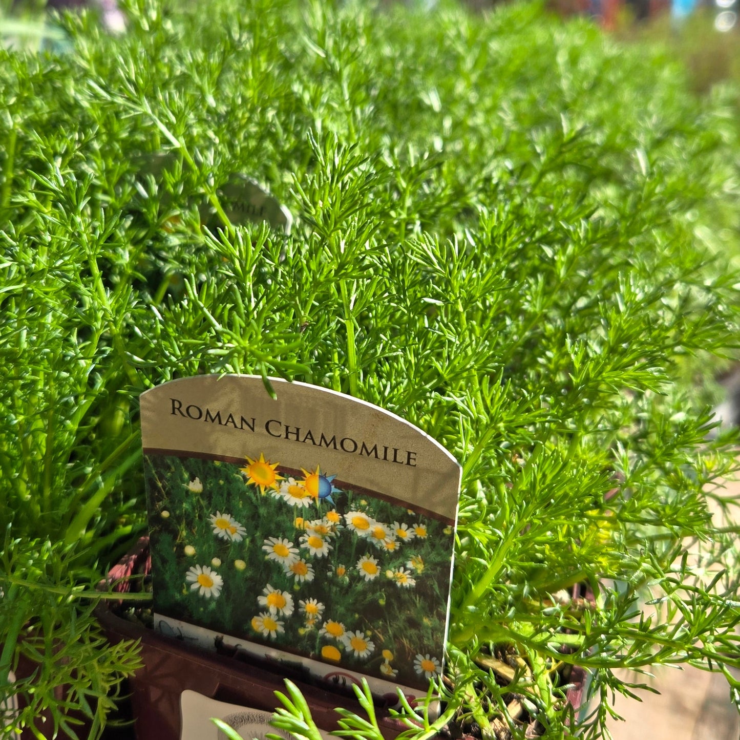 'Roman' Chamomile