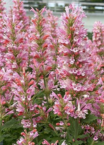 'Pink Pearl' Agastache