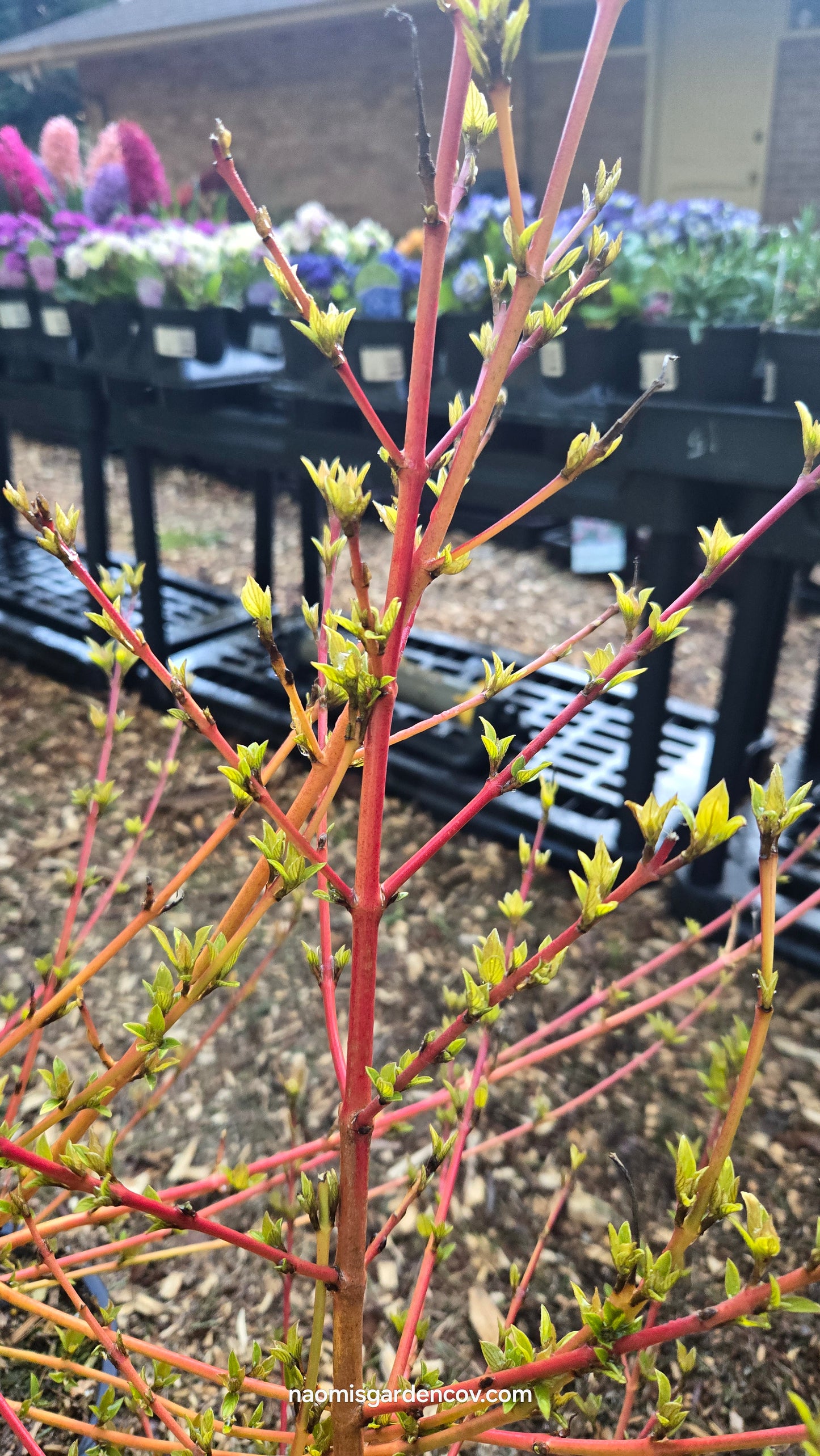 'Midwinter Fire' Twig Dogwood