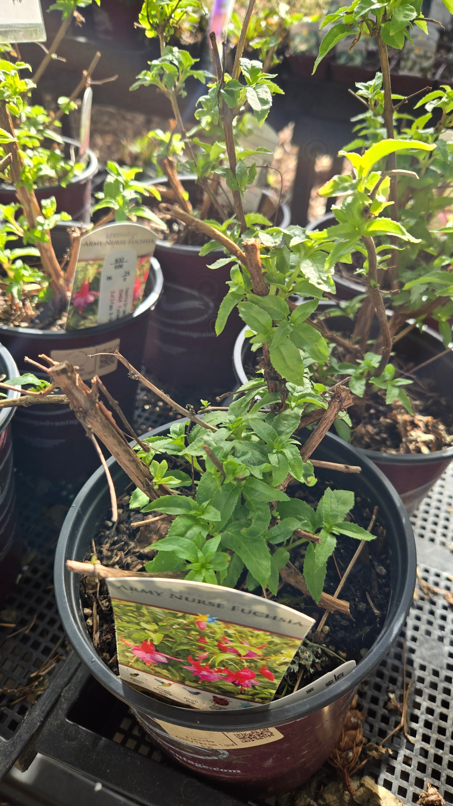 'Army Nurse' Hardy Fuchsia