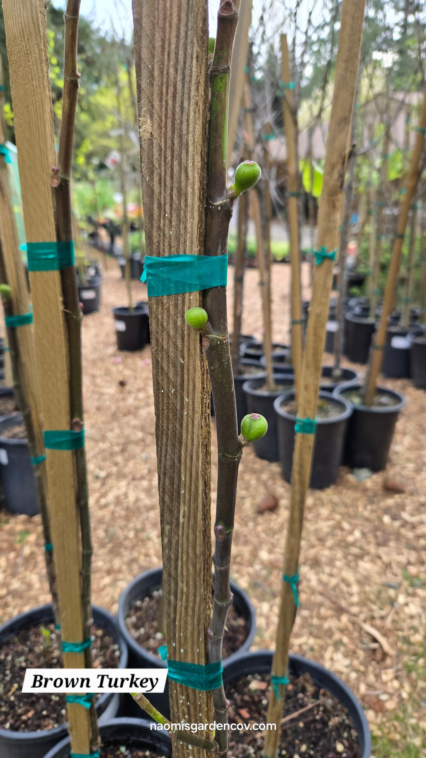 'Brown Turkey' Fig