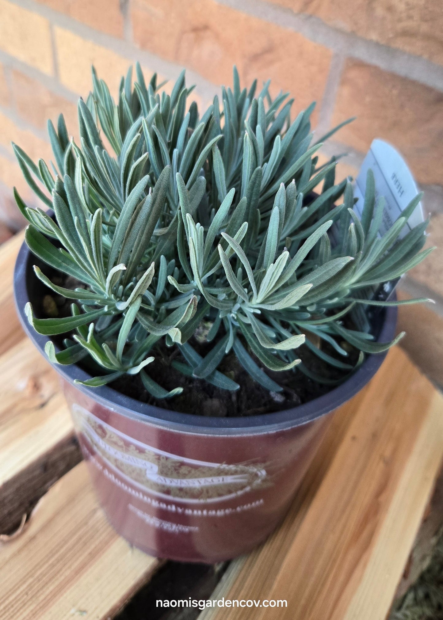 'Phenomenal' Lavender