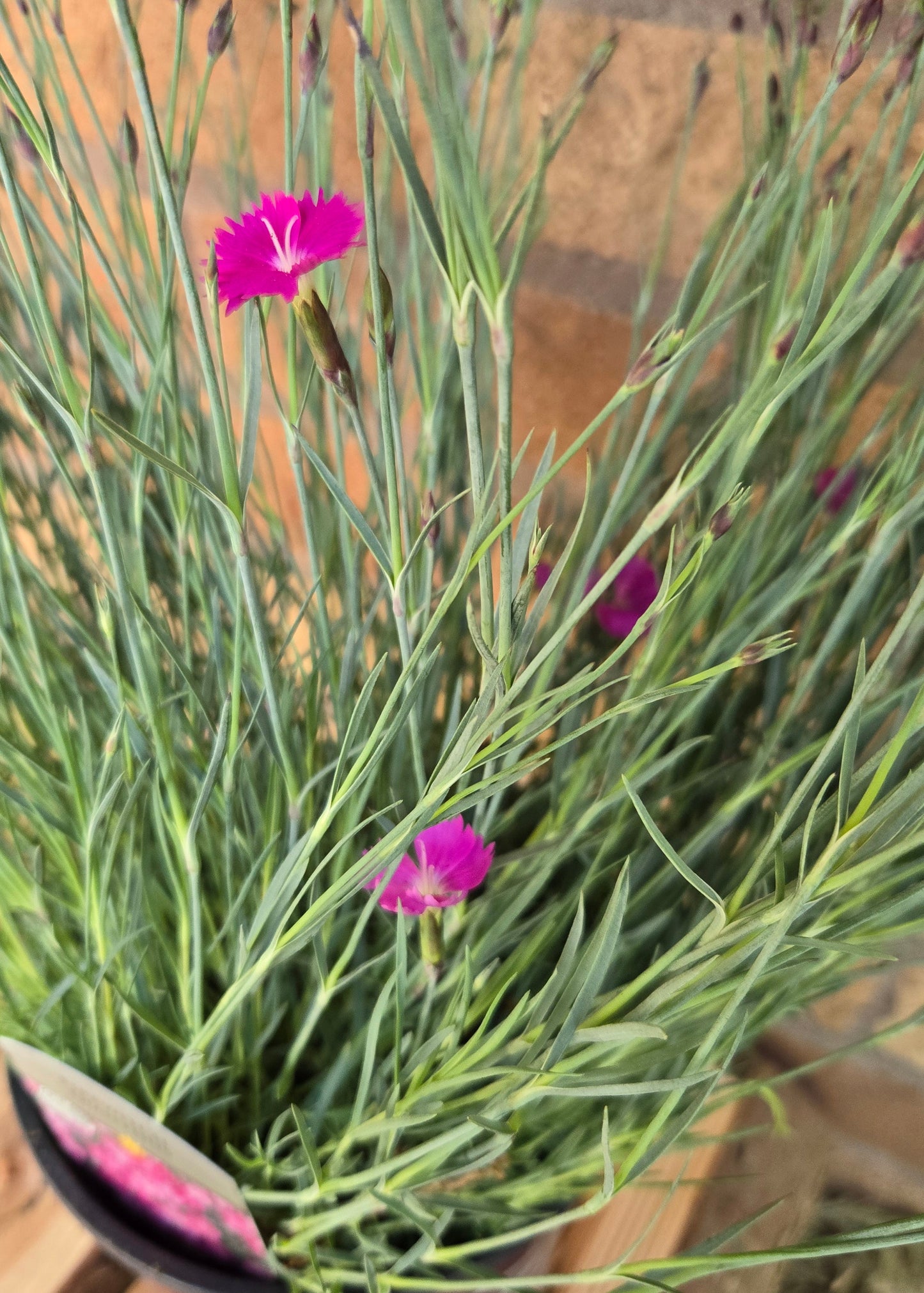 'Firewitch' Dianthus
