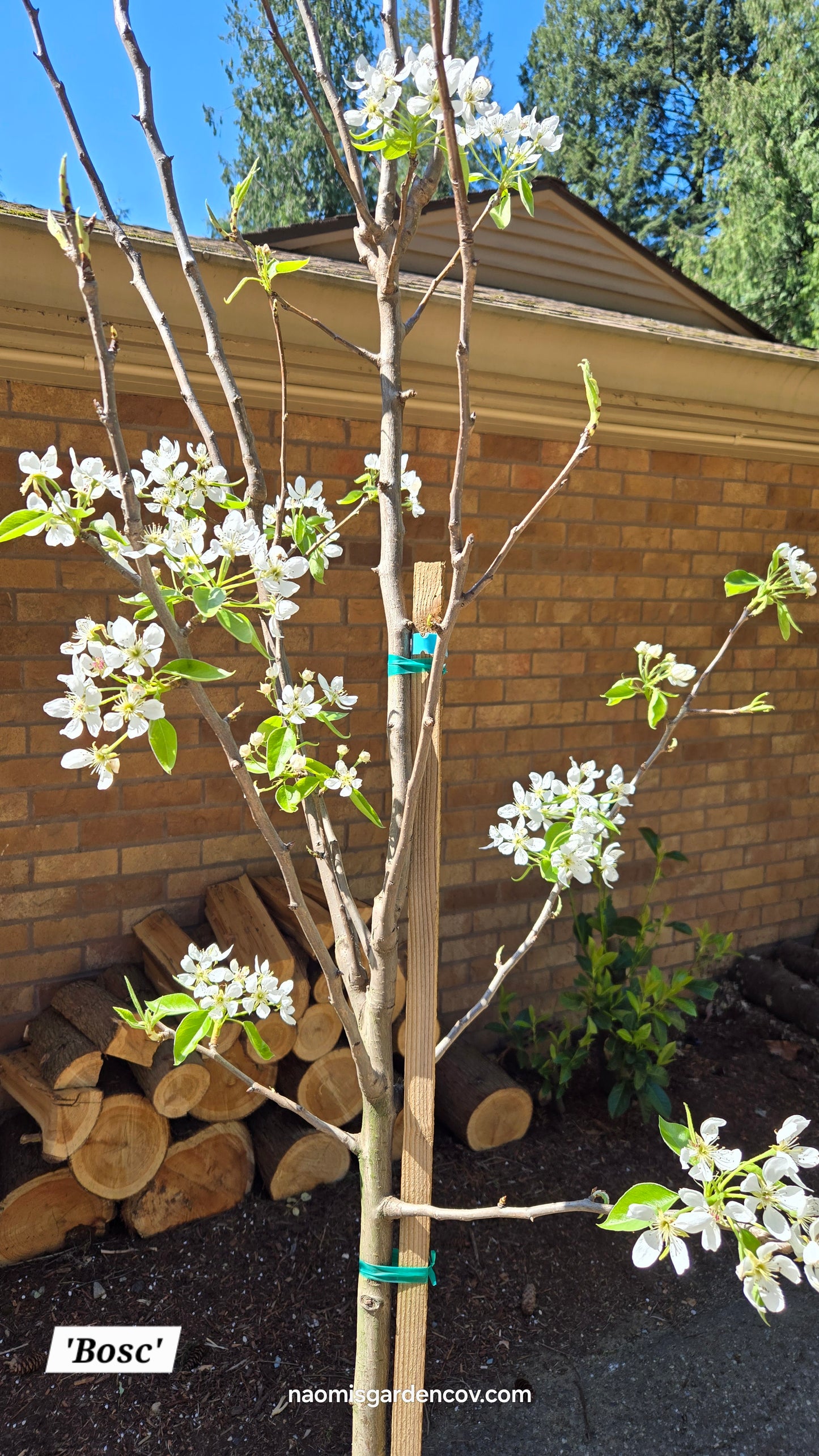 'Bosc' Dwarf Pear