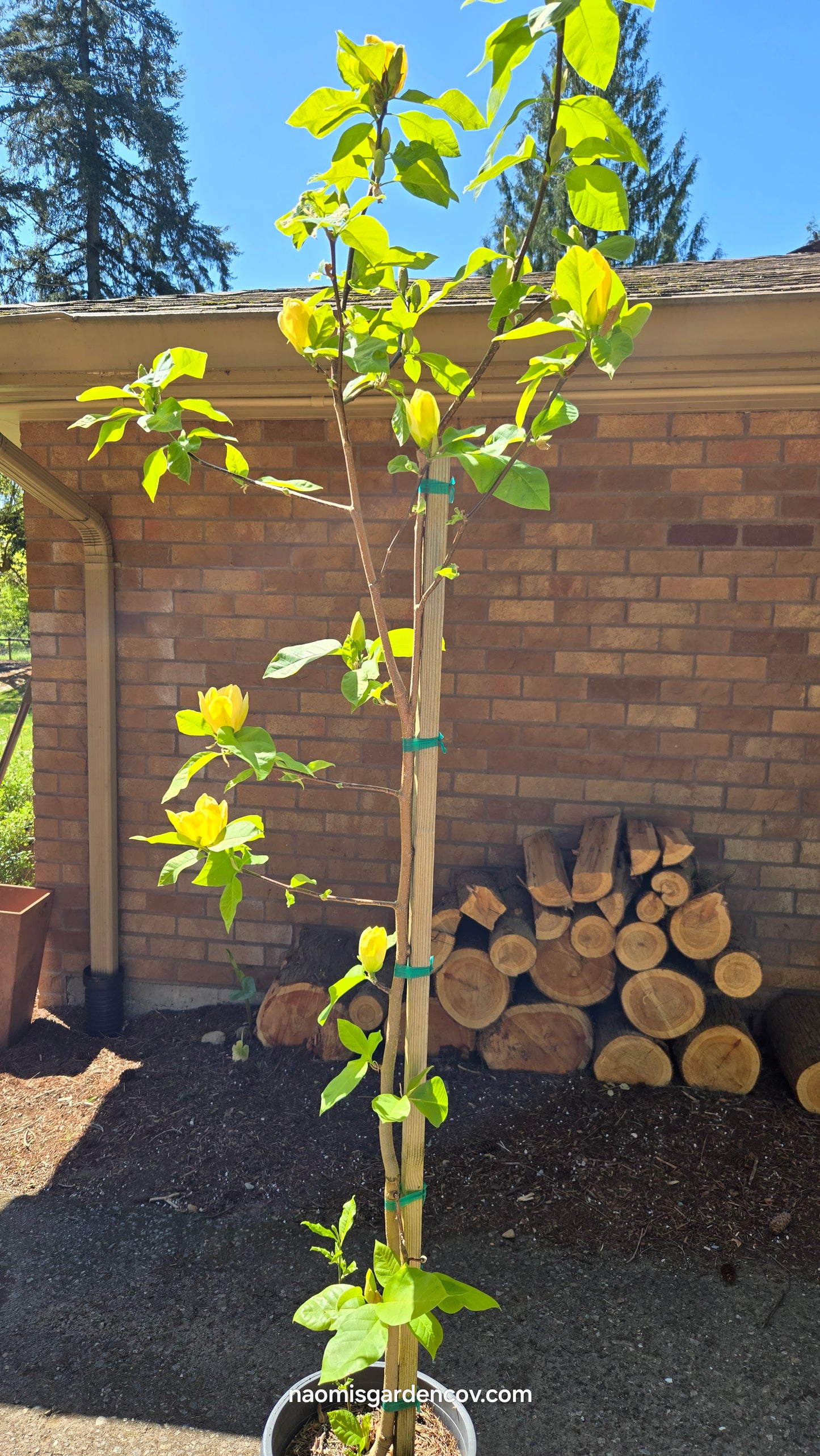 'Yellow Bird Magnolia Tree