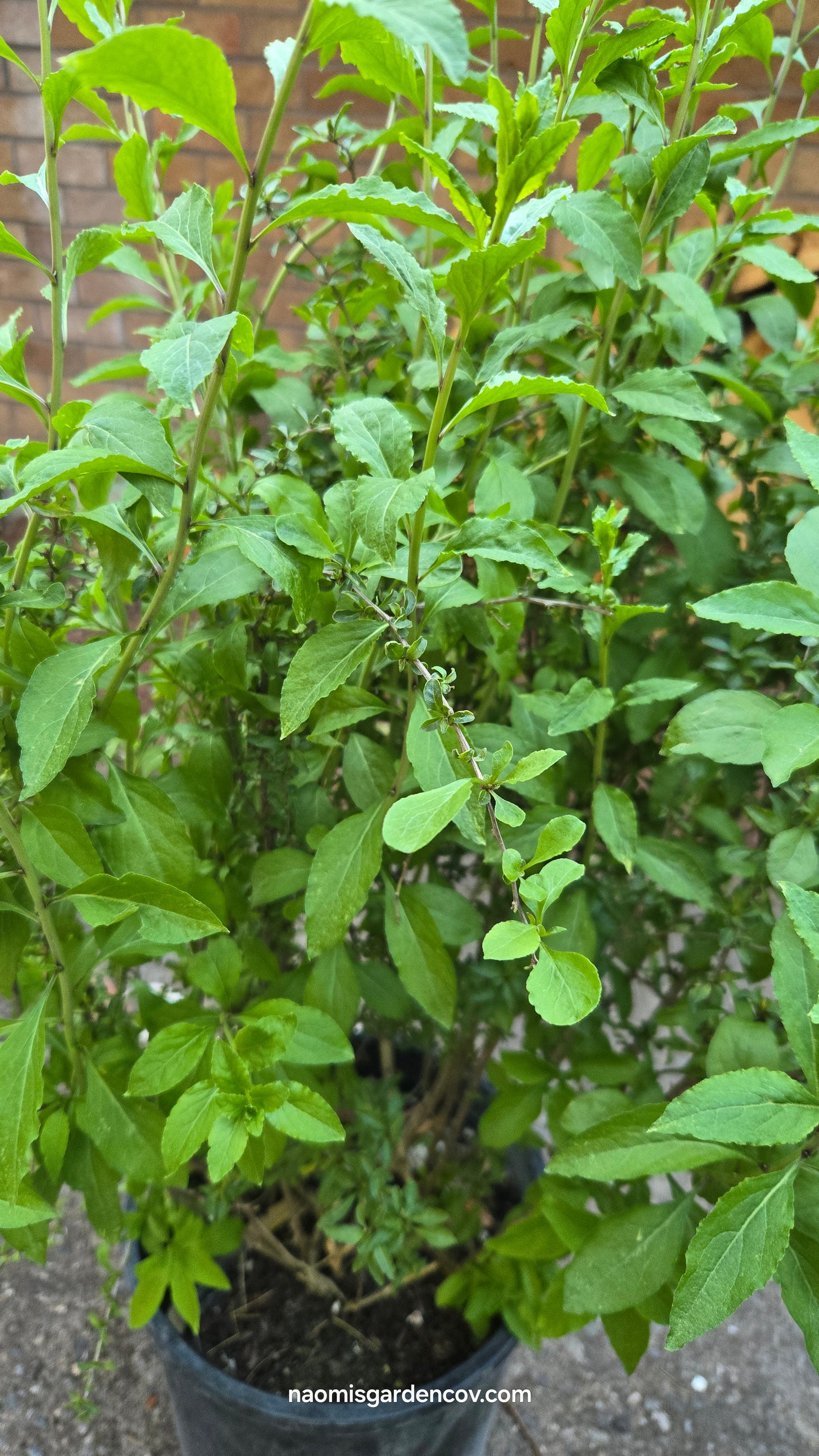 Goji Berry 'Lycium Barbarum'
