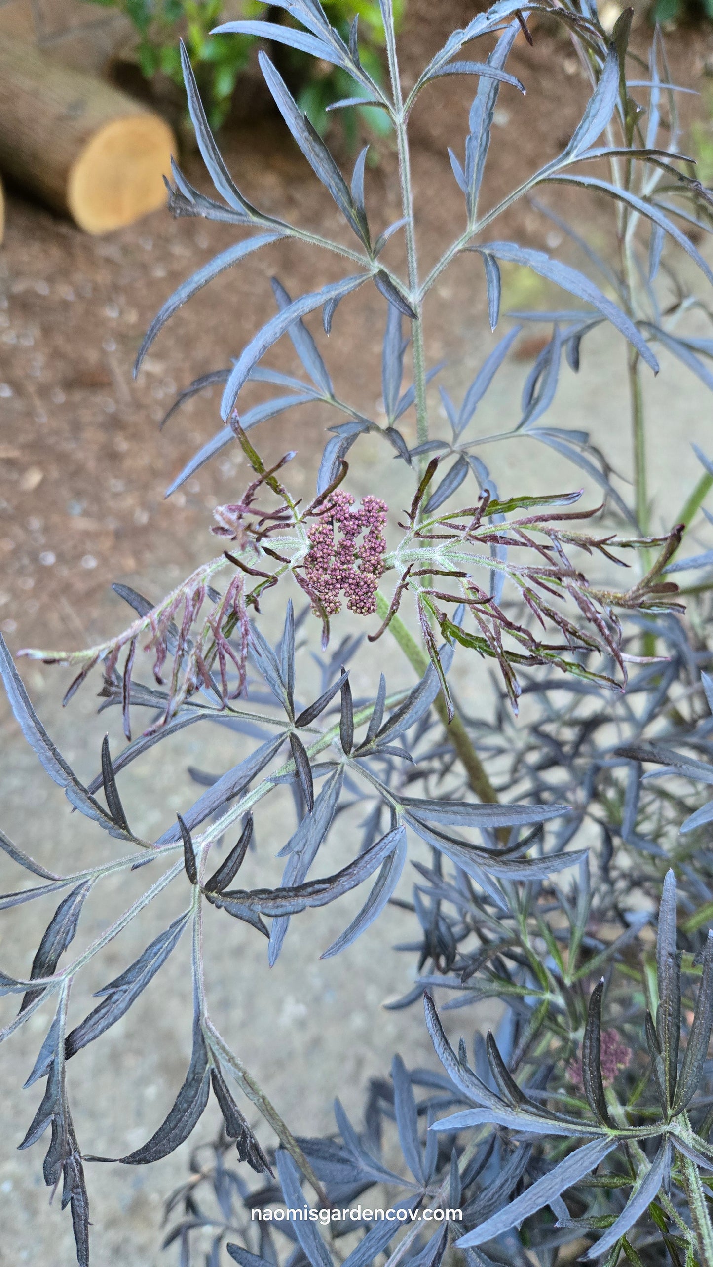 'Eva' Elderberry