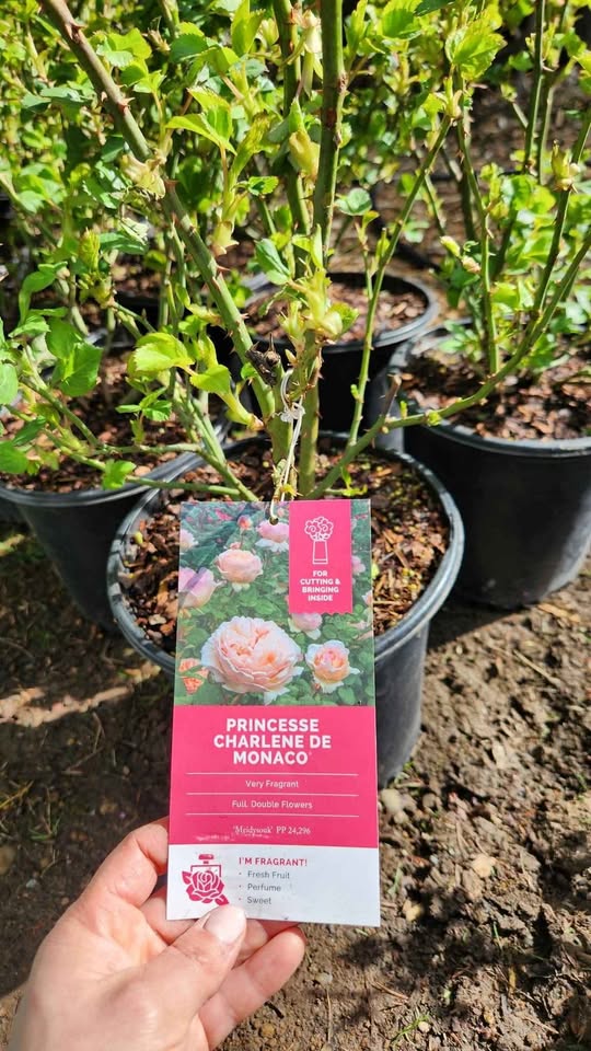 'Princess Charlene de Monaco' Rose