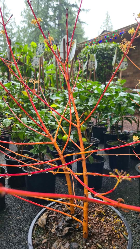 'Midwinter Fire' Twig Dogwood