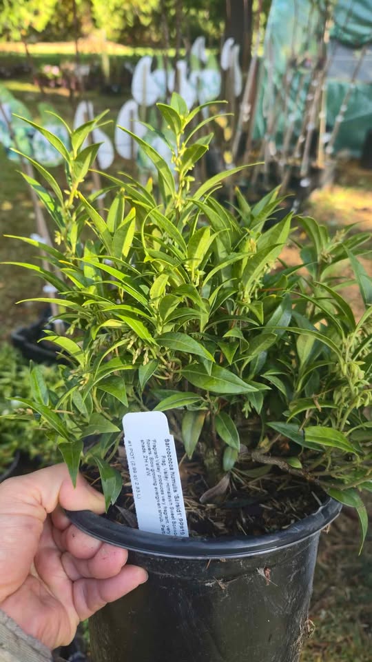 'Fragrant Valley' Sarcococca