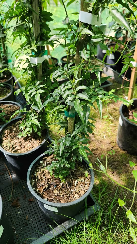 'Rose Jasmine' Jasminum polyanthum pink