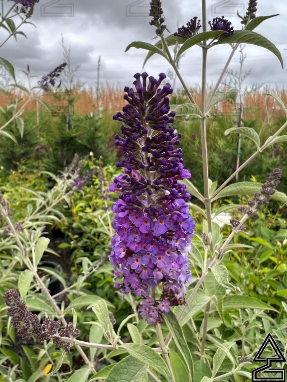 'Asian Moon' Butterfly Bush