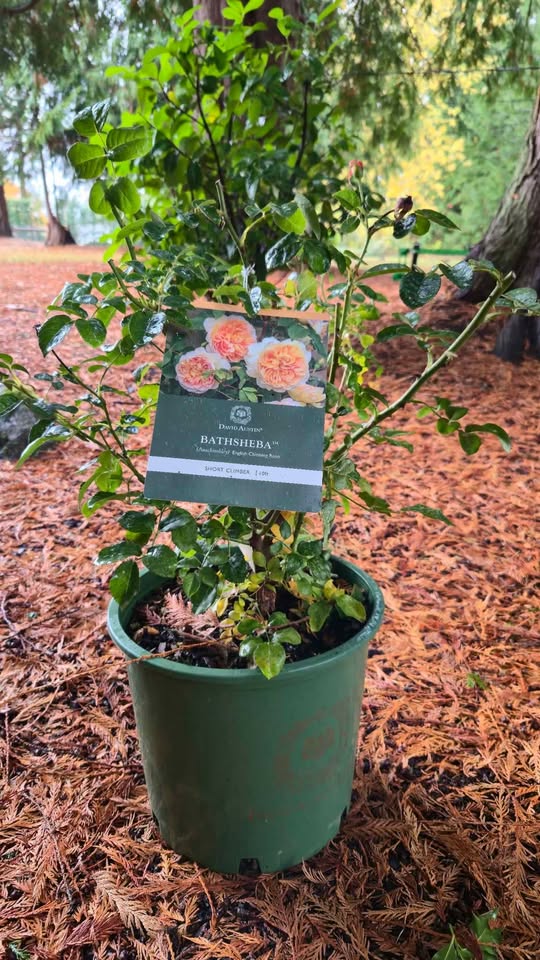 'Bathsheba' David Austin Rose (Climber)