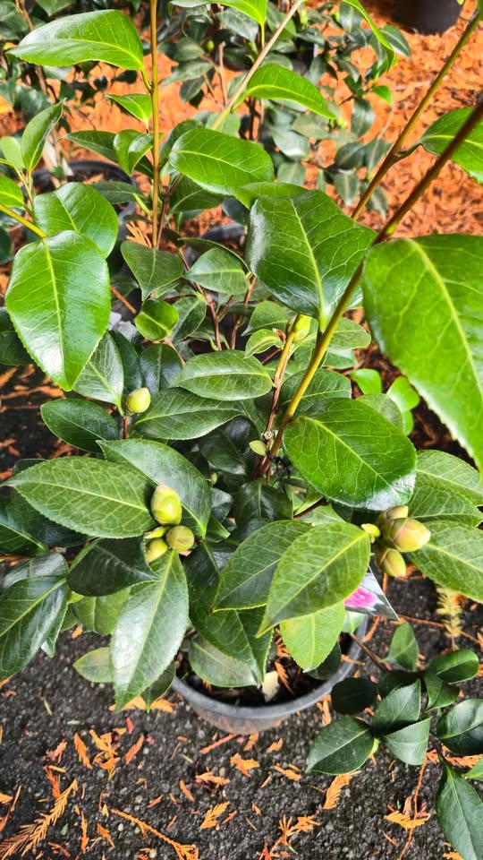 'Jordan's Pride' Camellia