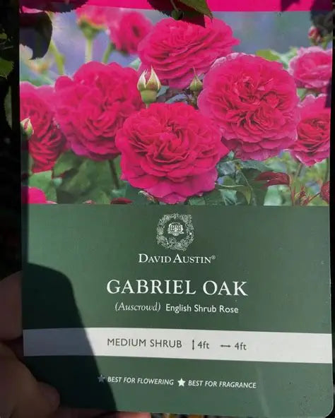 'Gabriel Oak' David Austin Rose