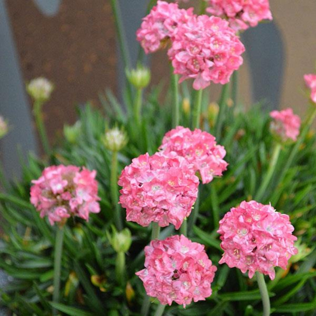 Armeria 'Dreameria Dreamland'