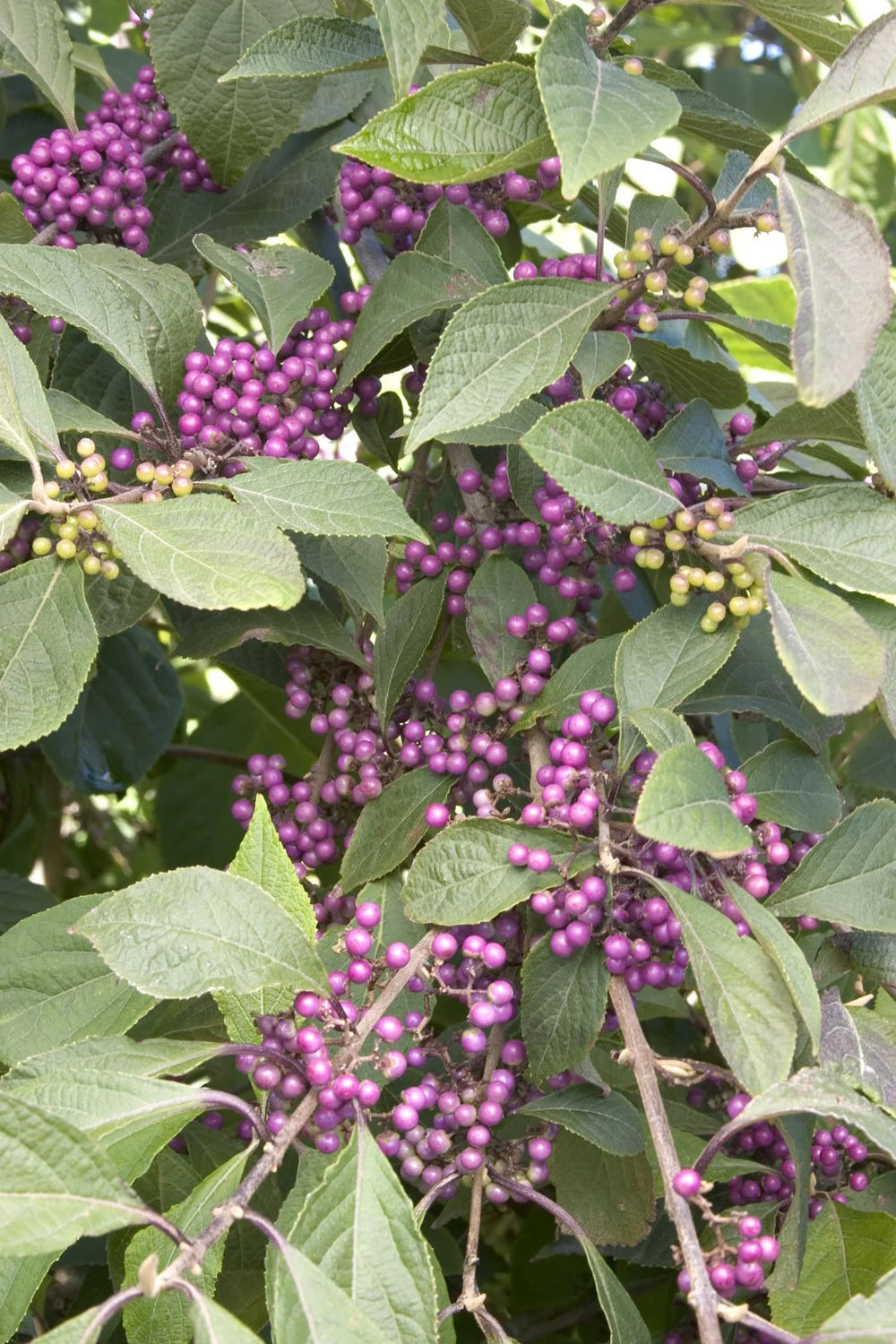 'Profusion' Beauty Berry