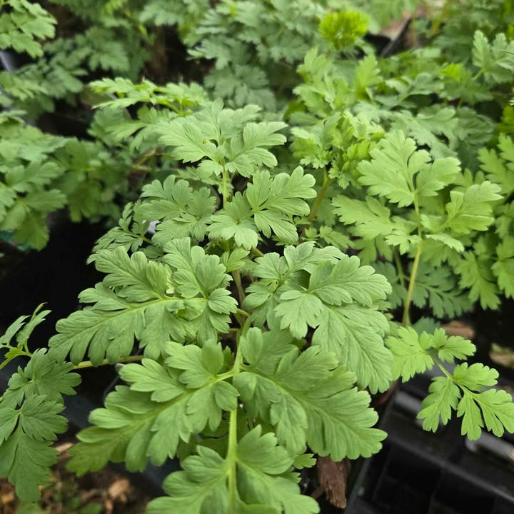 Bleeding Hearts 'Luxuriant'