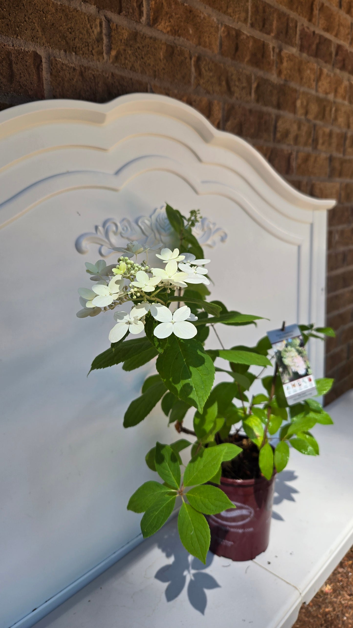 'Pink Diamond' Hydrangea Paniculata