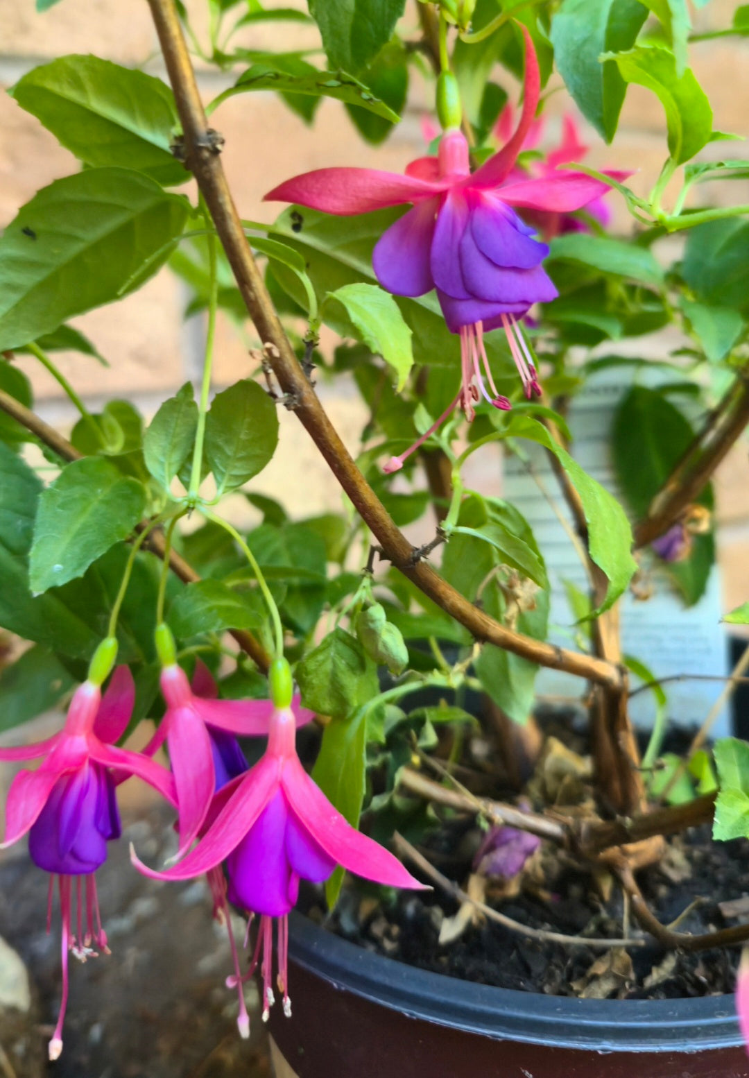 'Army Nurse' Hardy Fuchsia