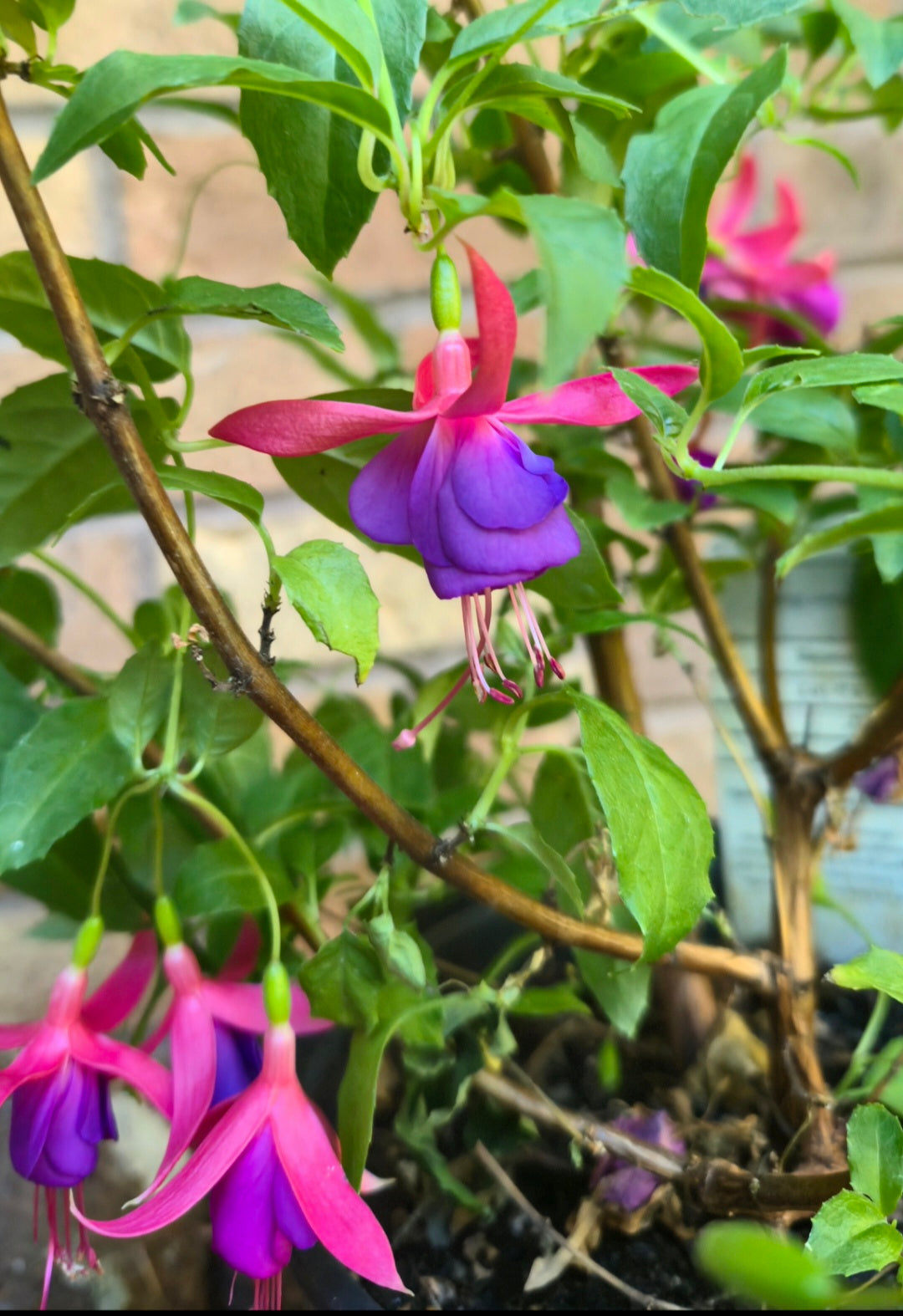 'Army Nurse' Hardy Fuchsia