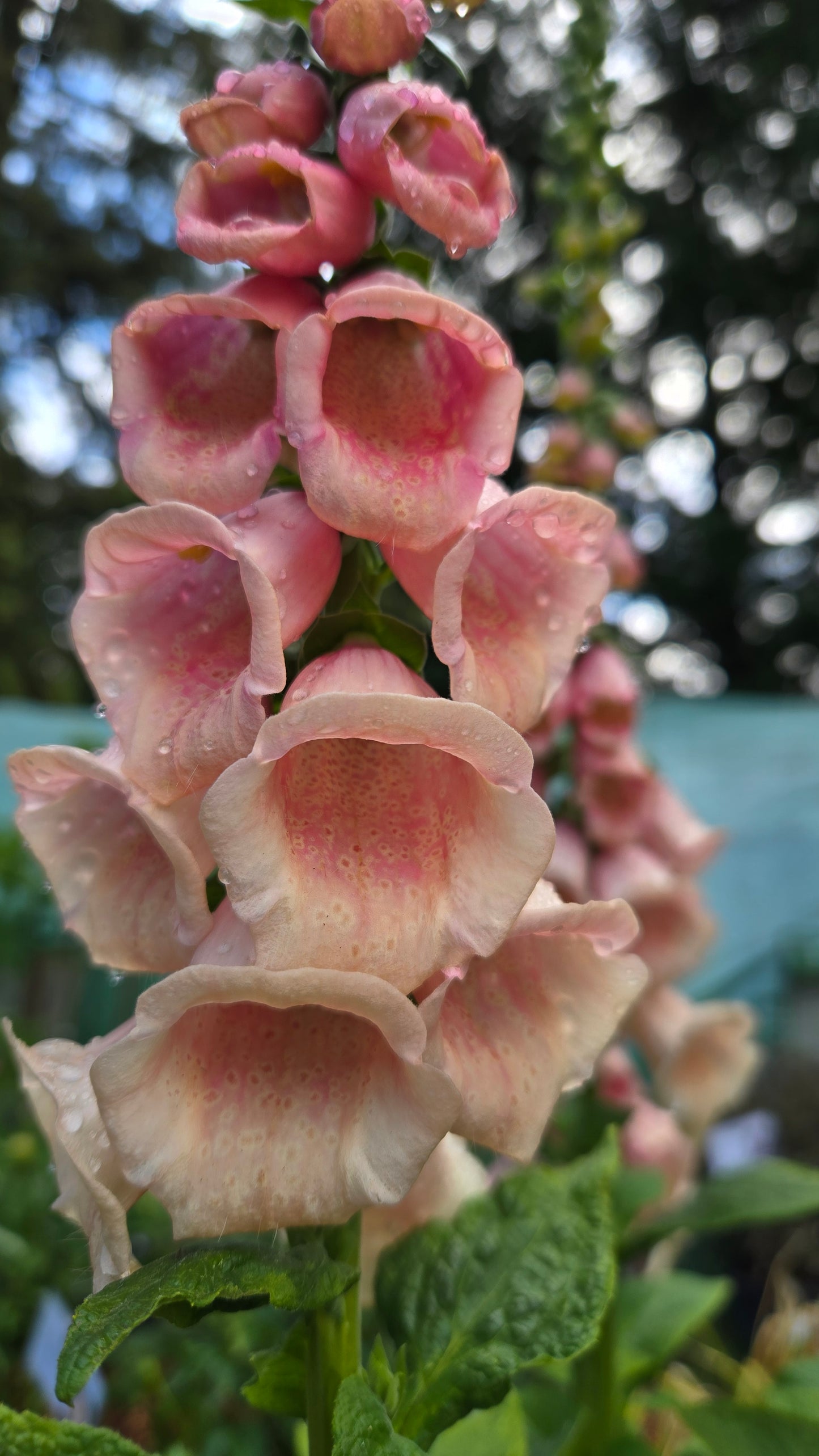 Dalmatian Foxglove
