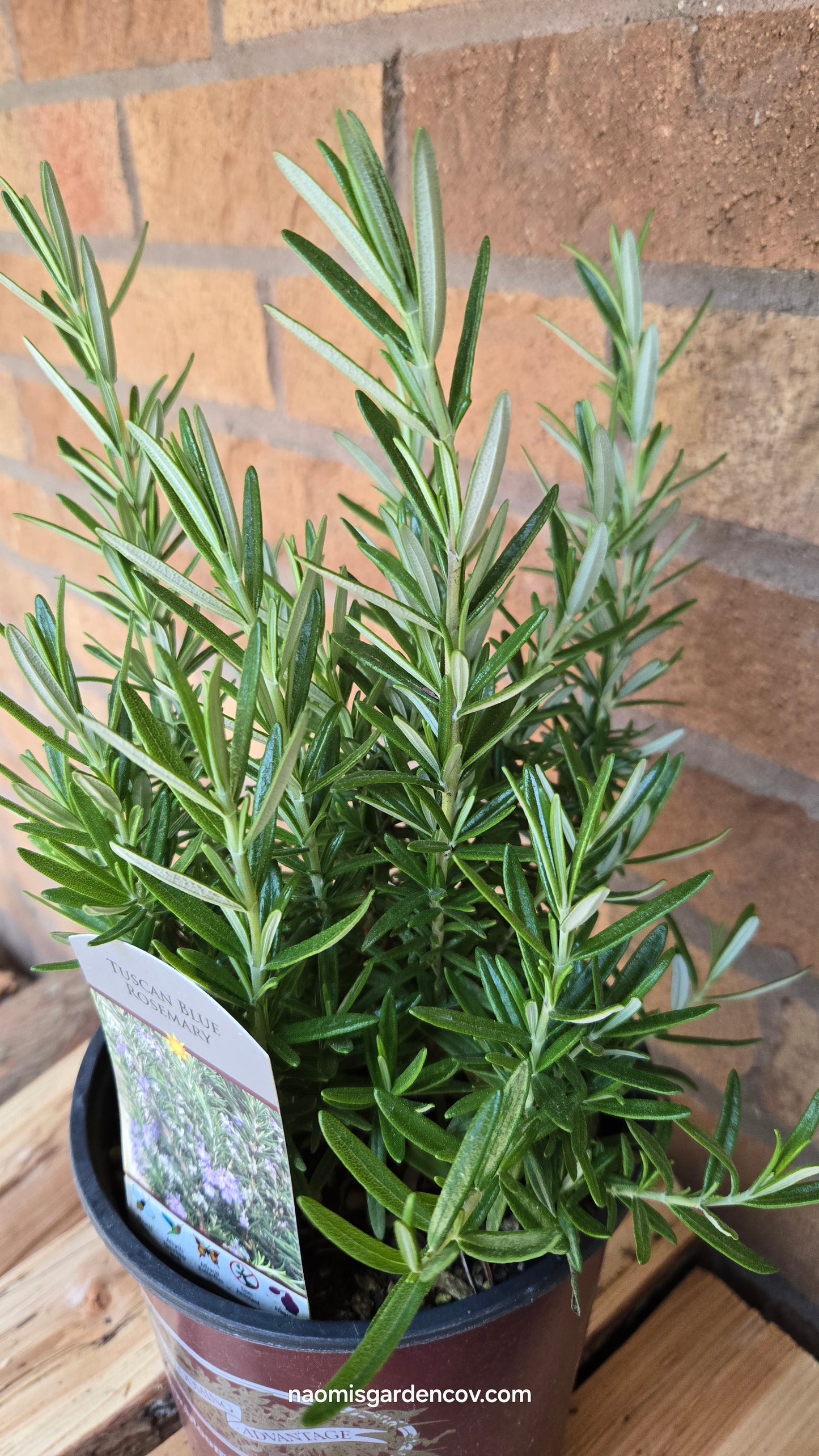 'Tuscan Blue' Rosemary