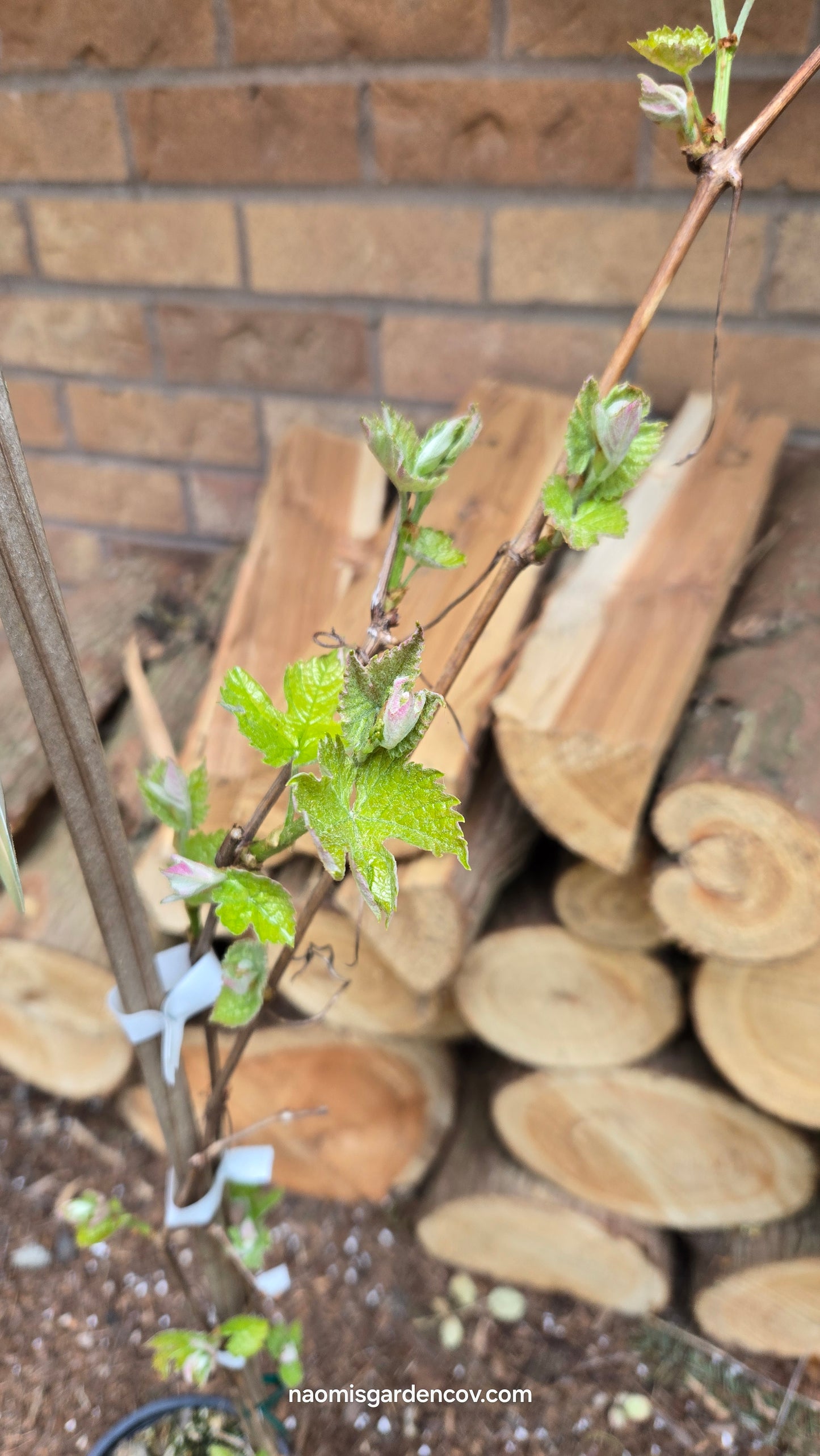 'Canadice' Grapevine
