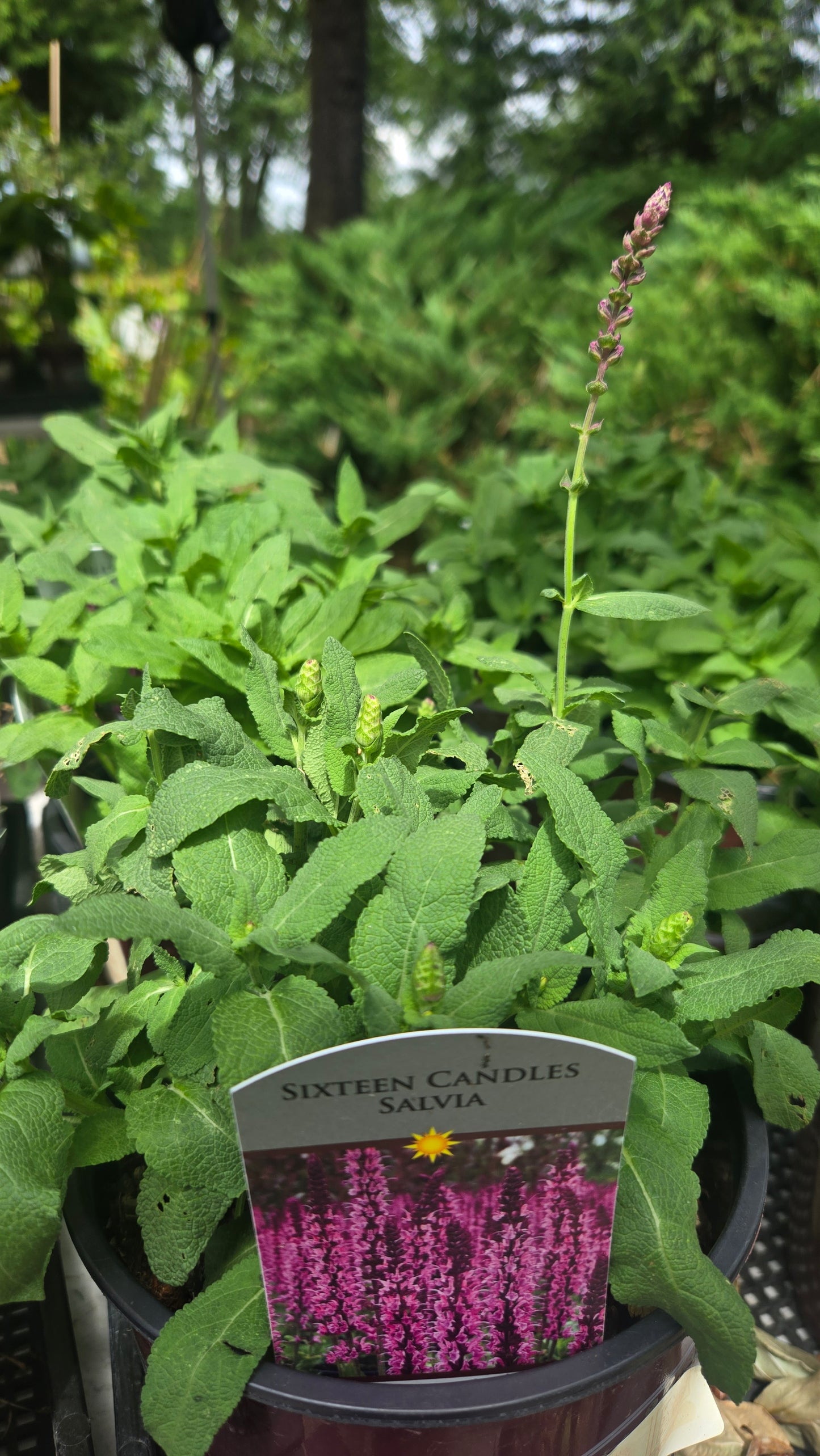 'Sixteen Candles' Salvia
