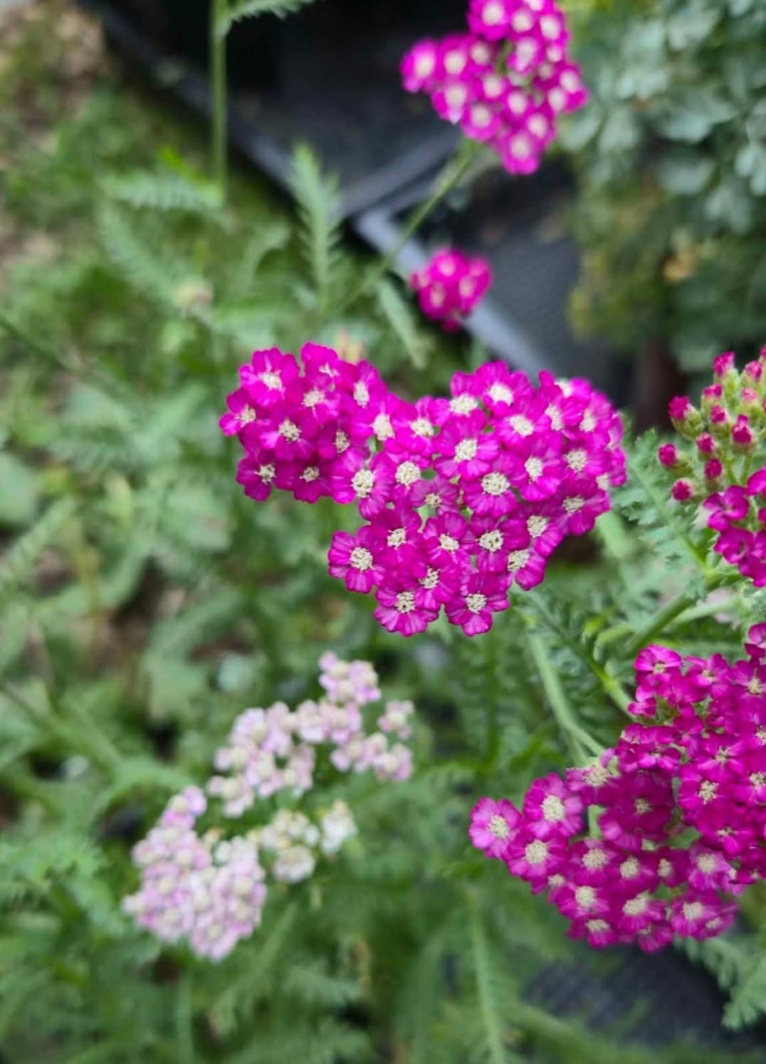 Yarrow 'New Vintage Violet