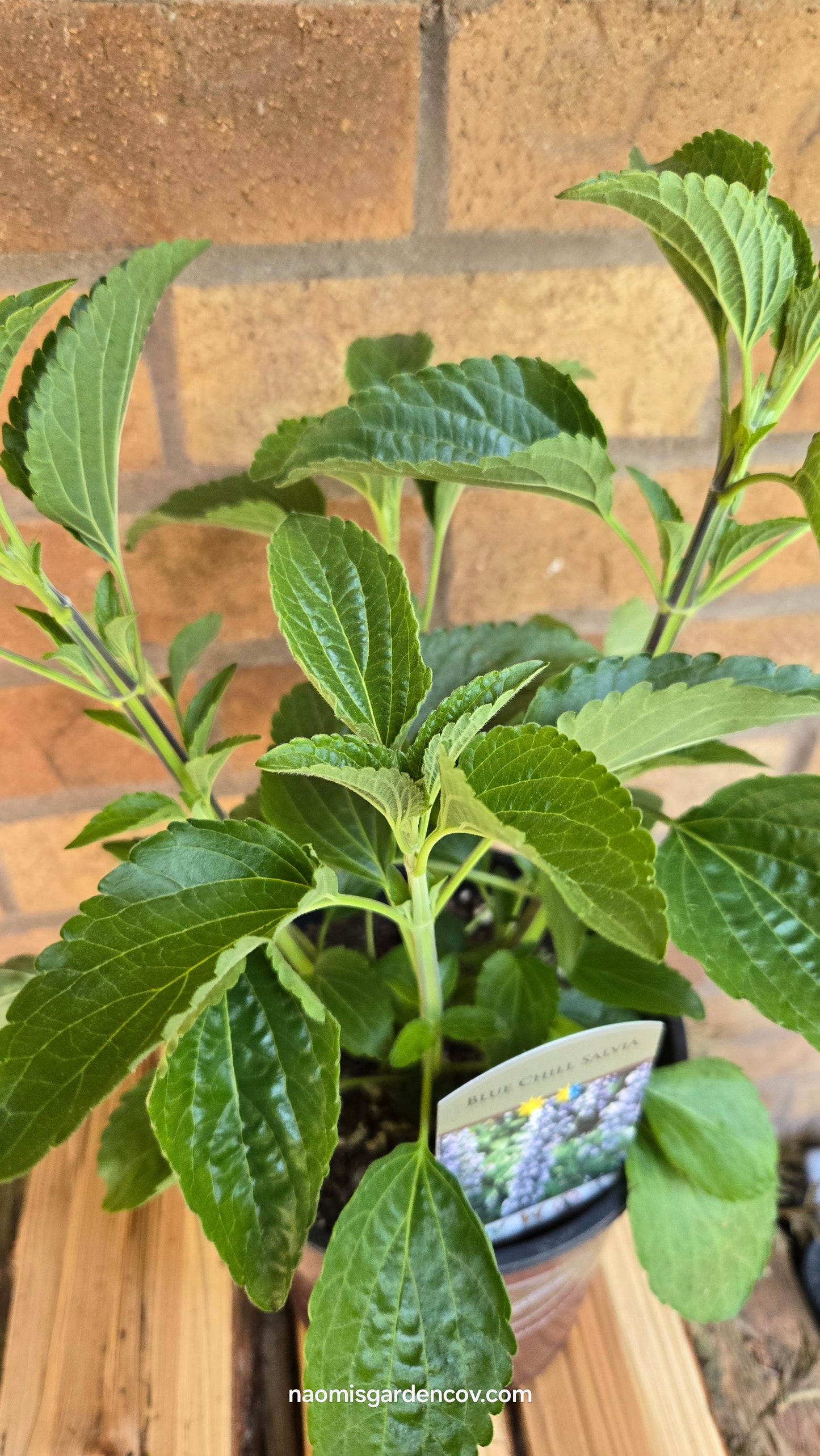 'Blue Chill' Salvia