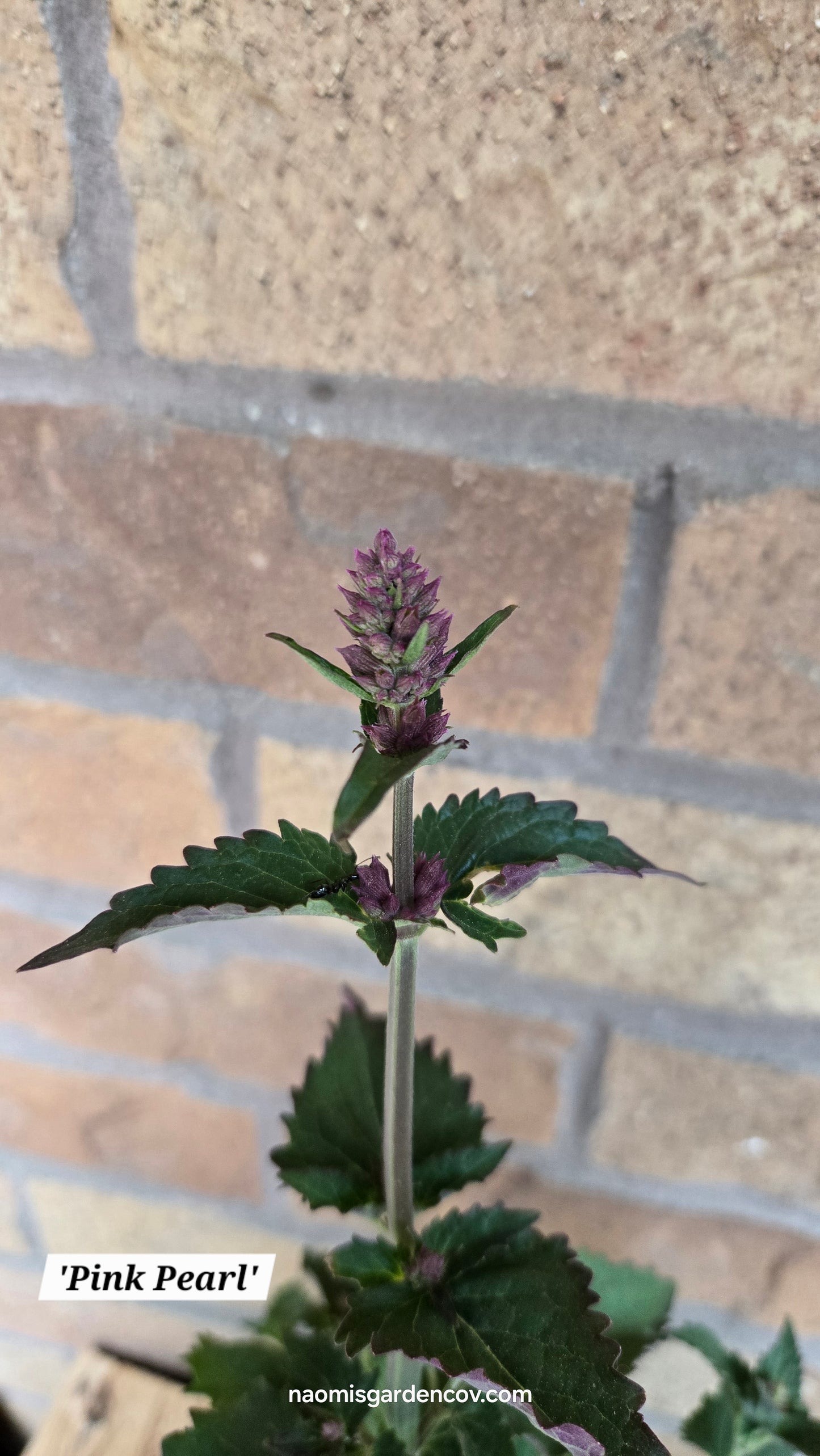 'Pink Pearl' Agastache