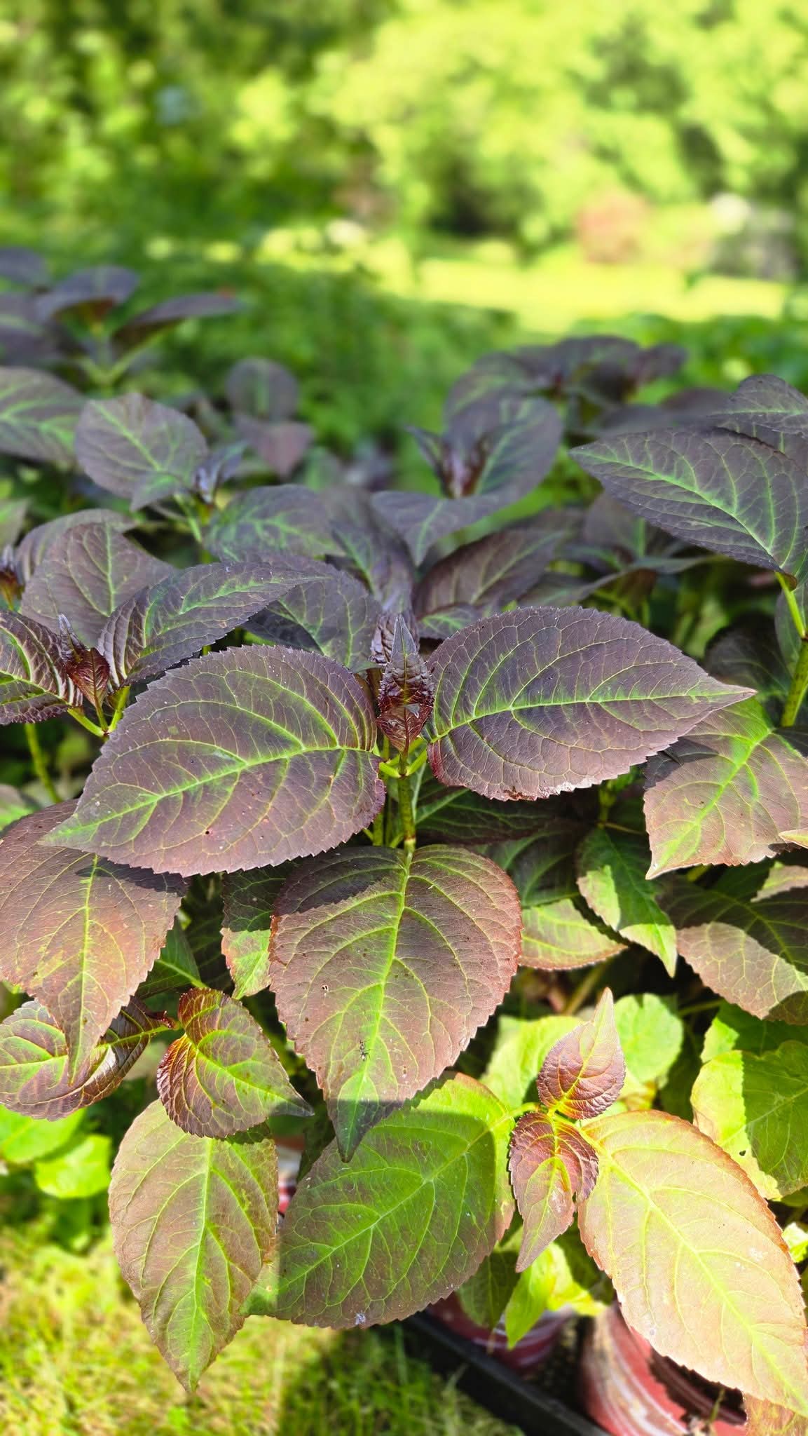 'Miss Saori' Hydrangea M.