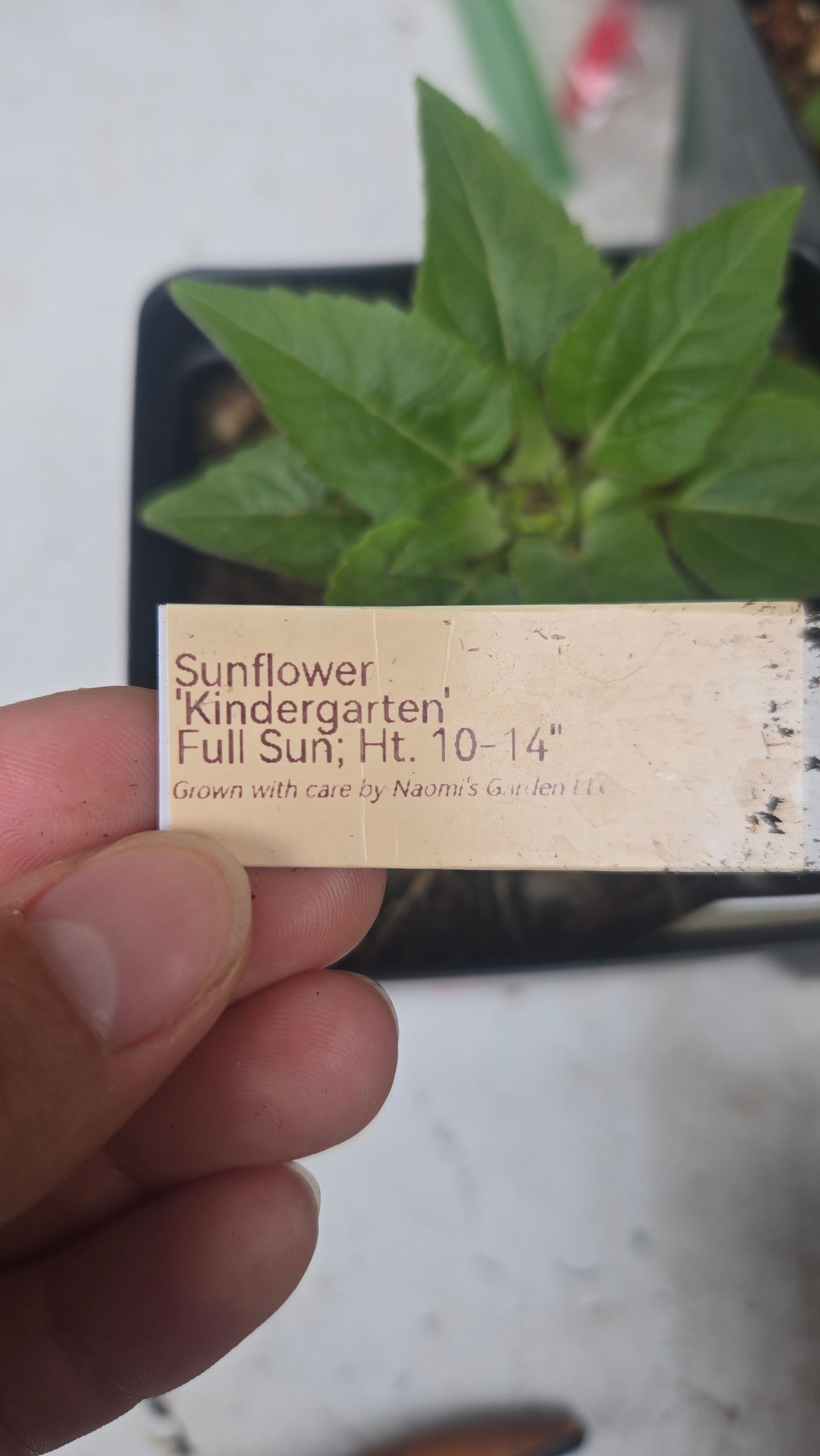 'Kindergarten' Sunflower