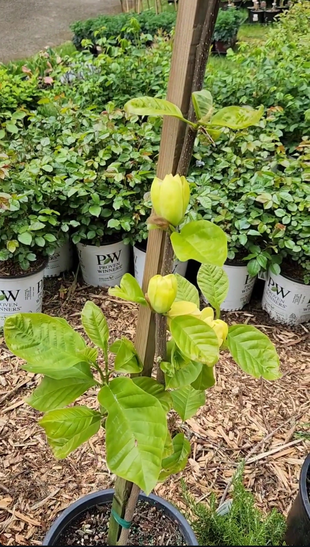 'Yellow Bird Magnolia Tree
