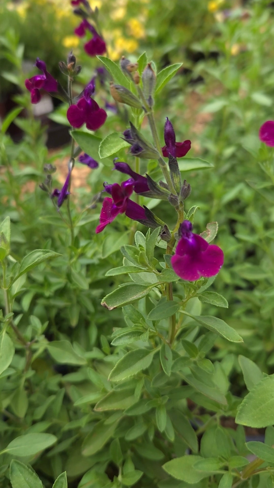 'Amethyst Lips' Salvia