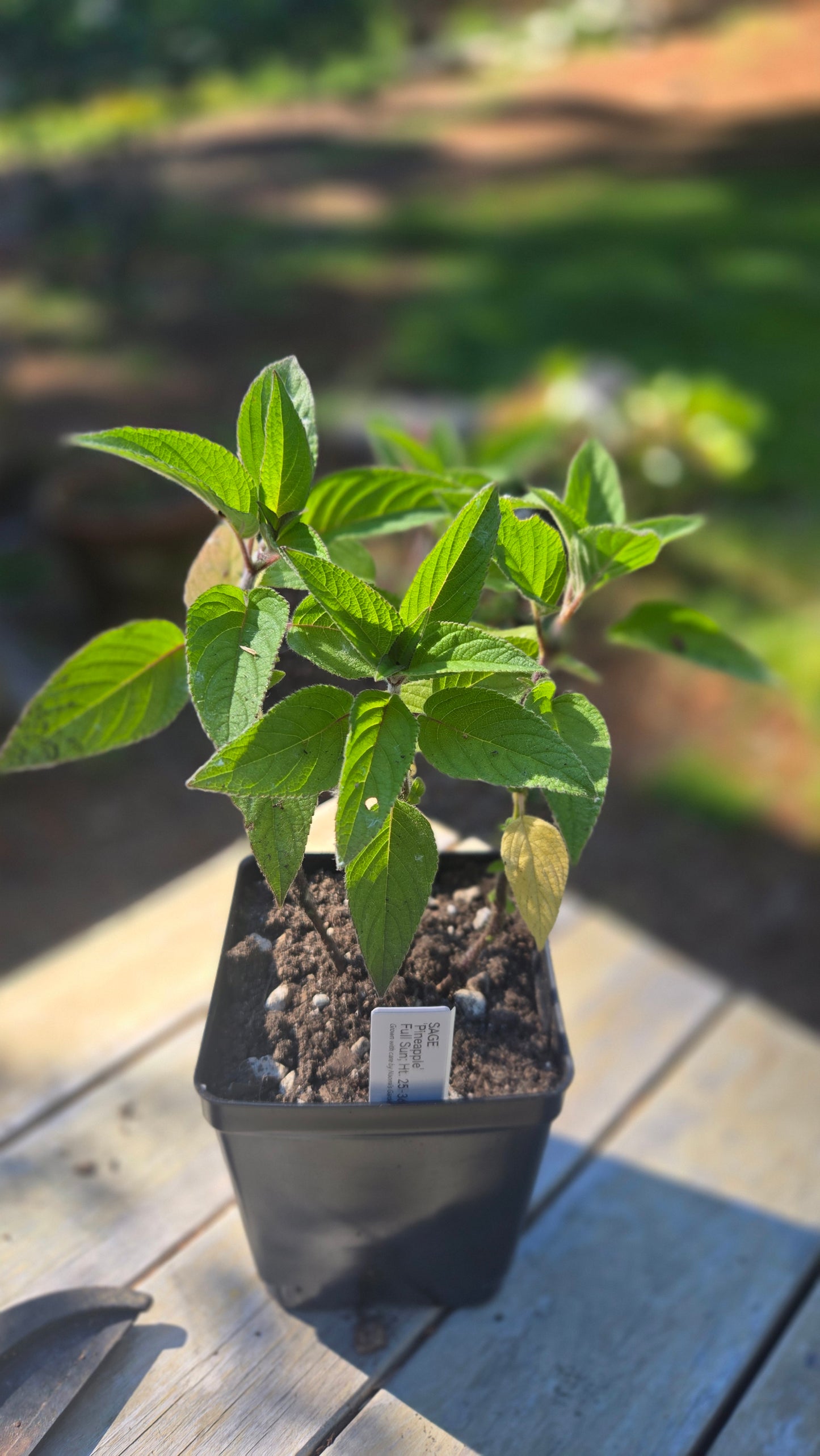 'Pineapple' Sage
