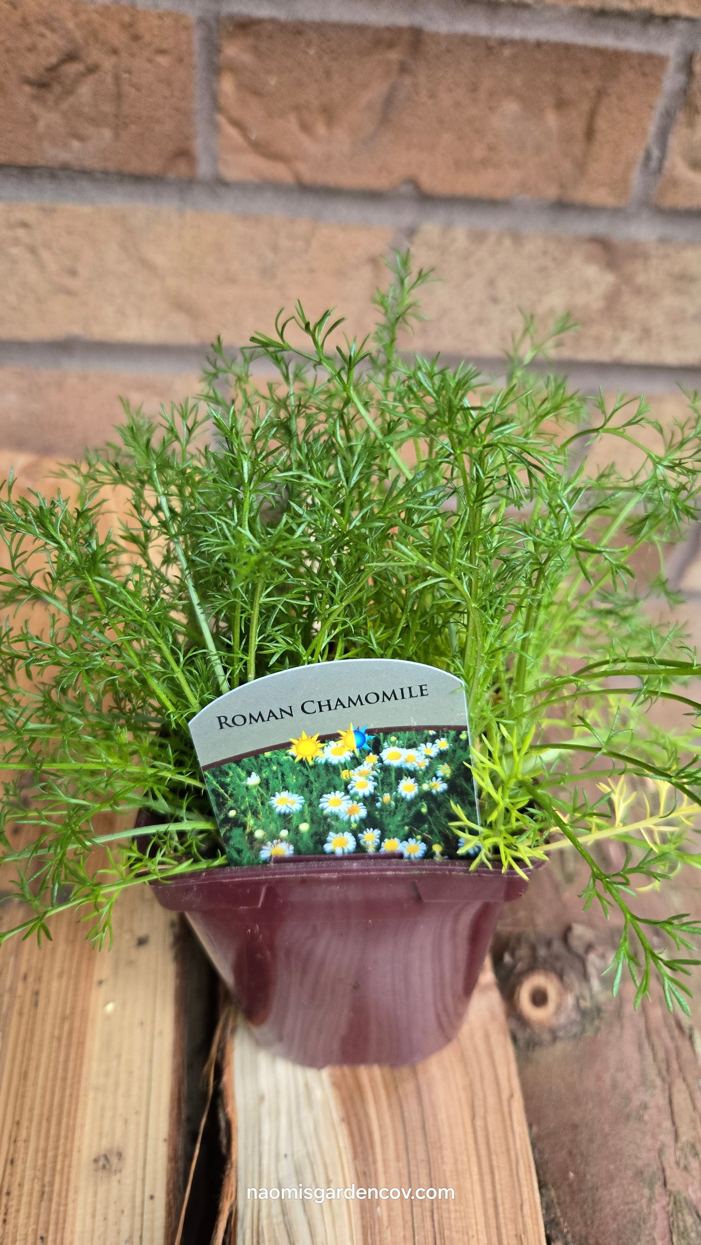 'Roman' Chamomile