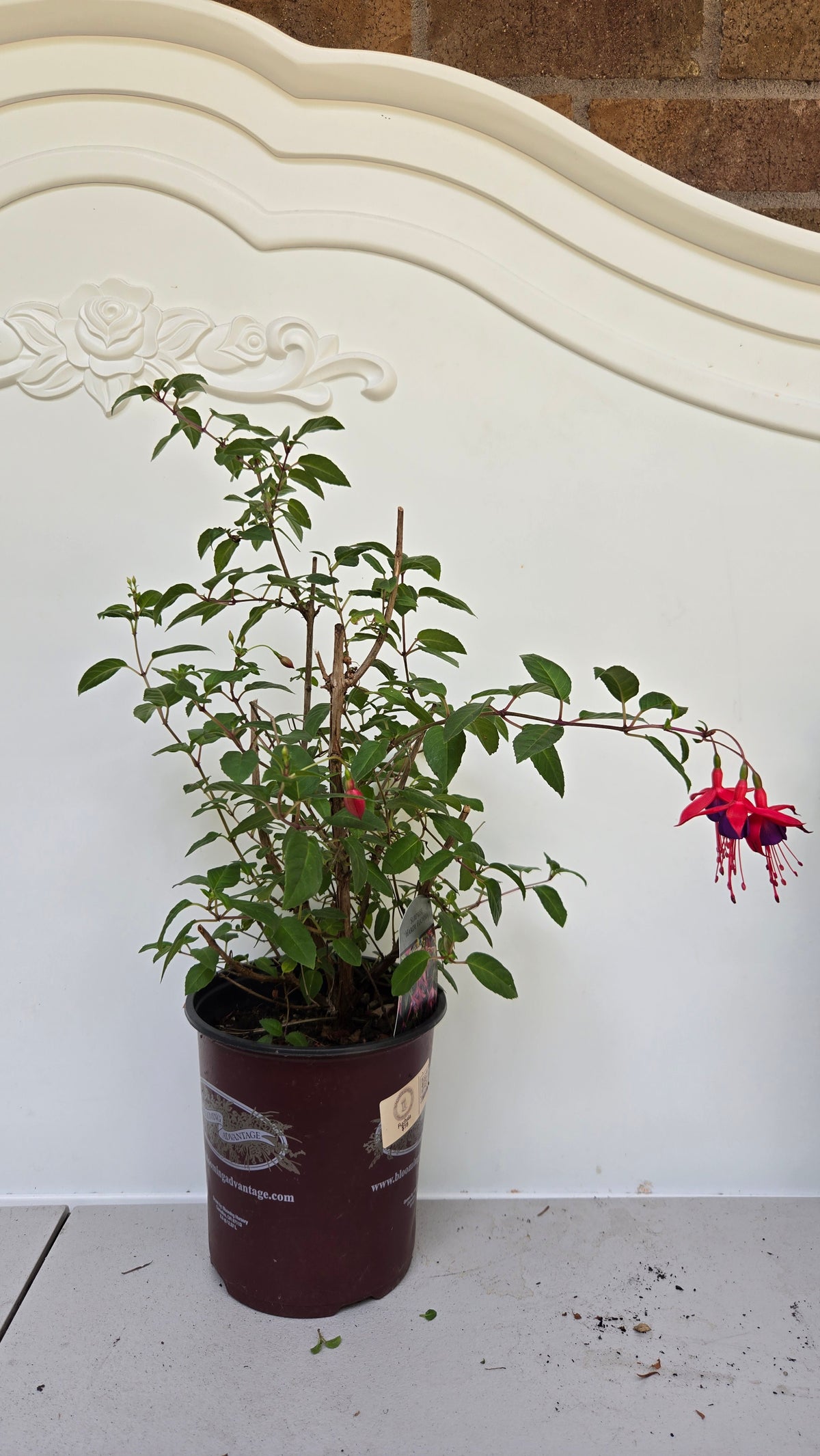 'Surprise' Hardy Fuchsia