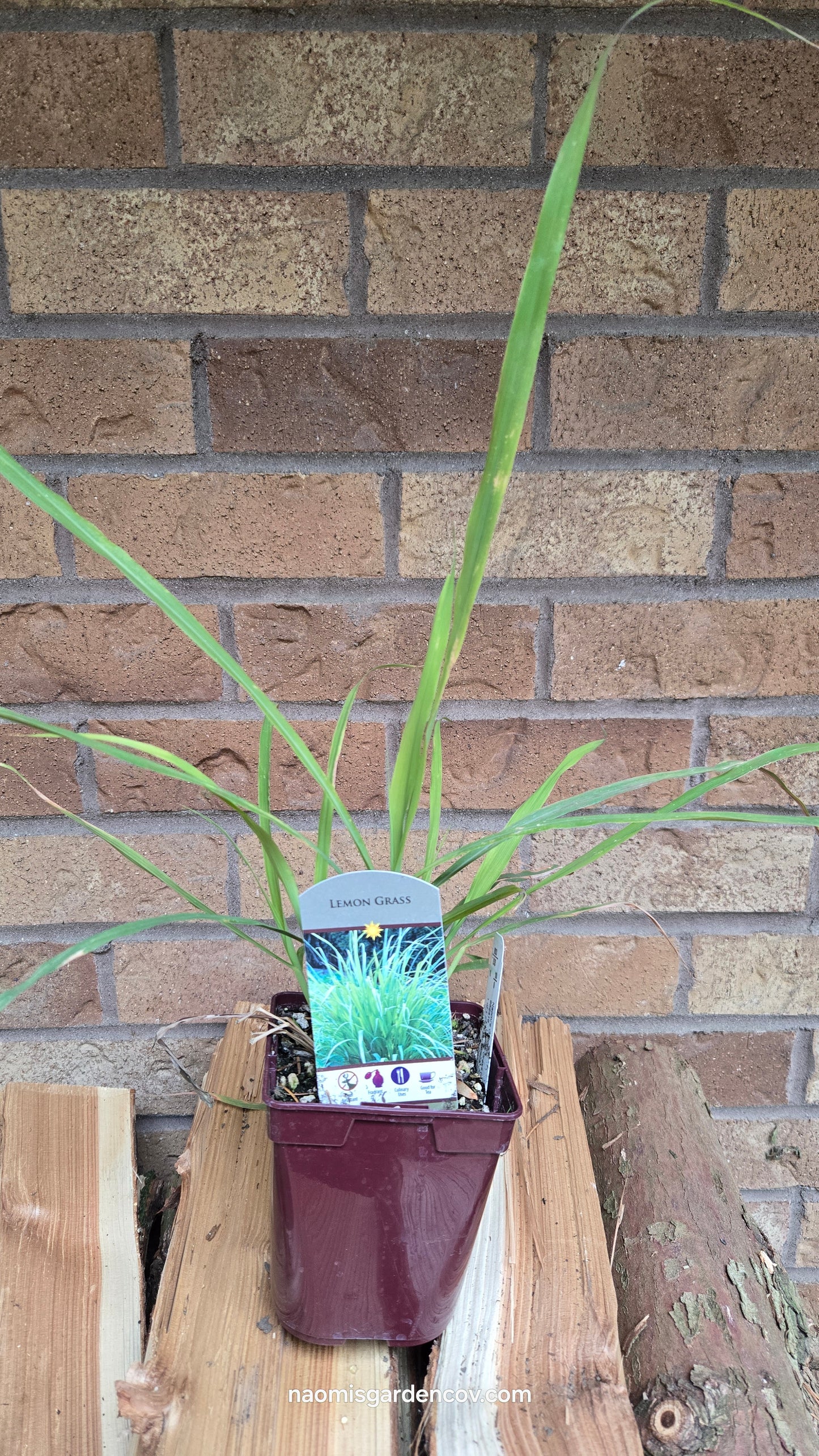 Lemon Grass