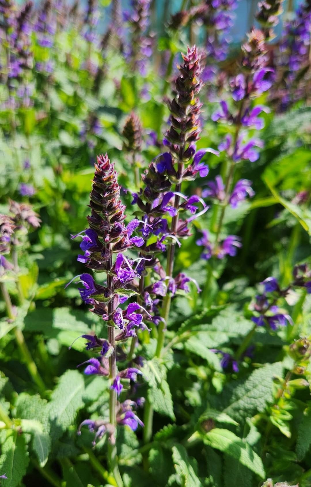 'Blue by you' Salvia