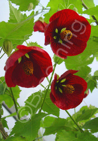 'Voodoo' Abutilon