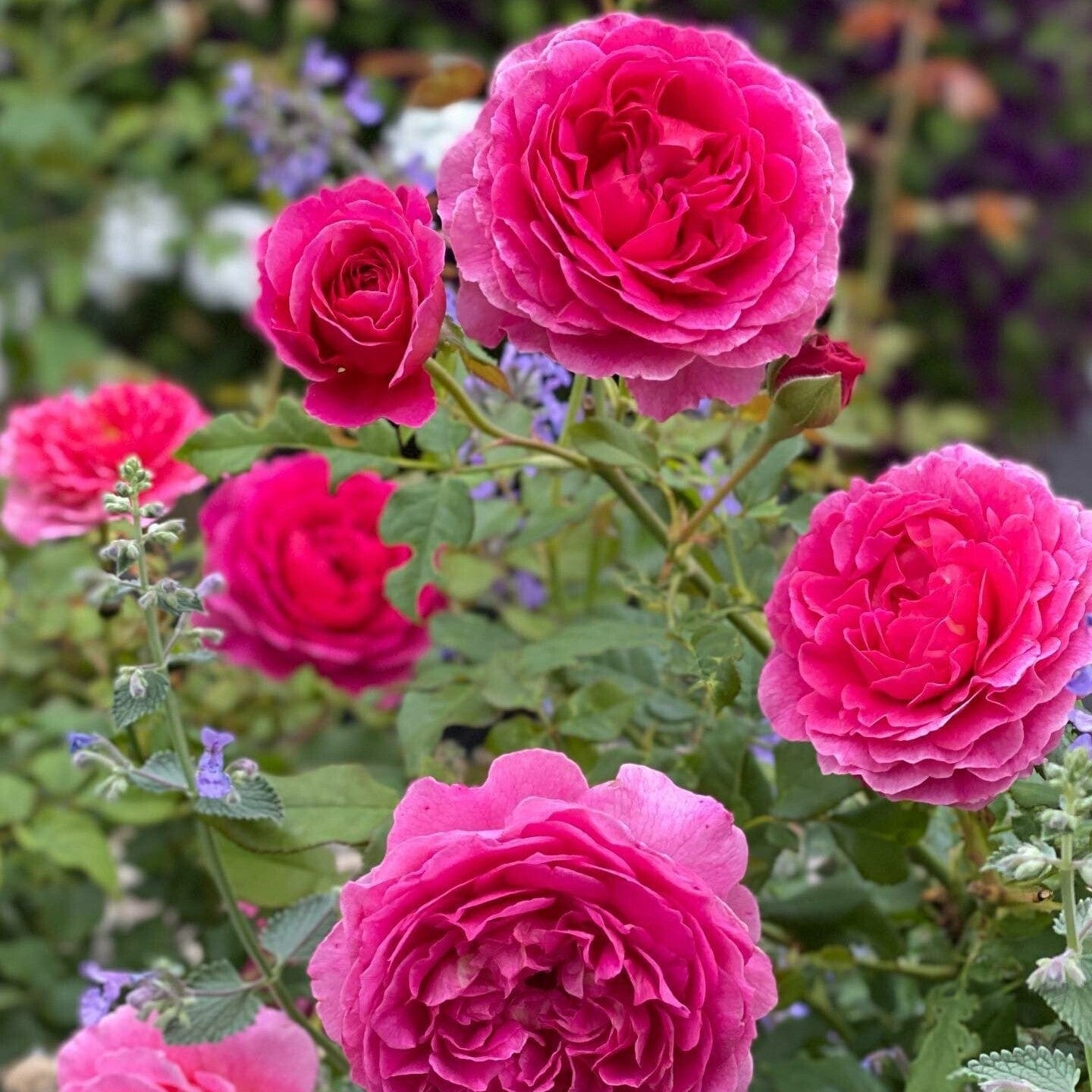 David Austin Roses
