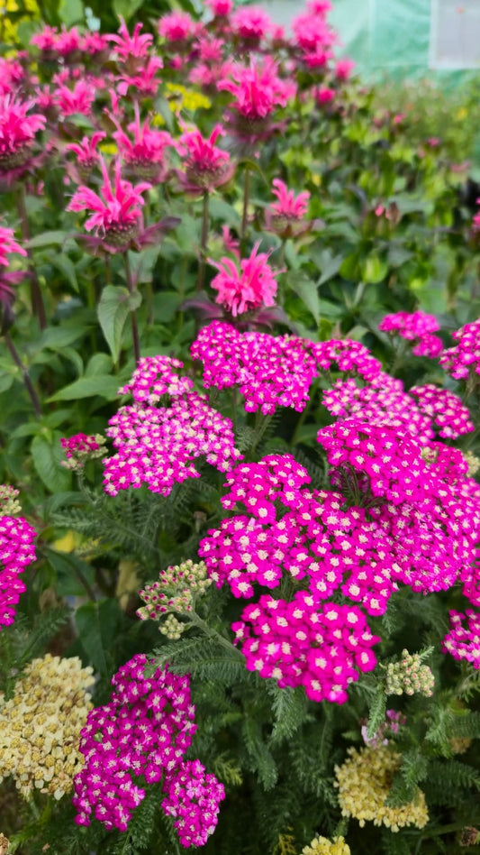 Yarrow 'New Vintage Violet