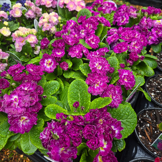 'Candy Frost Belarina' Primrose