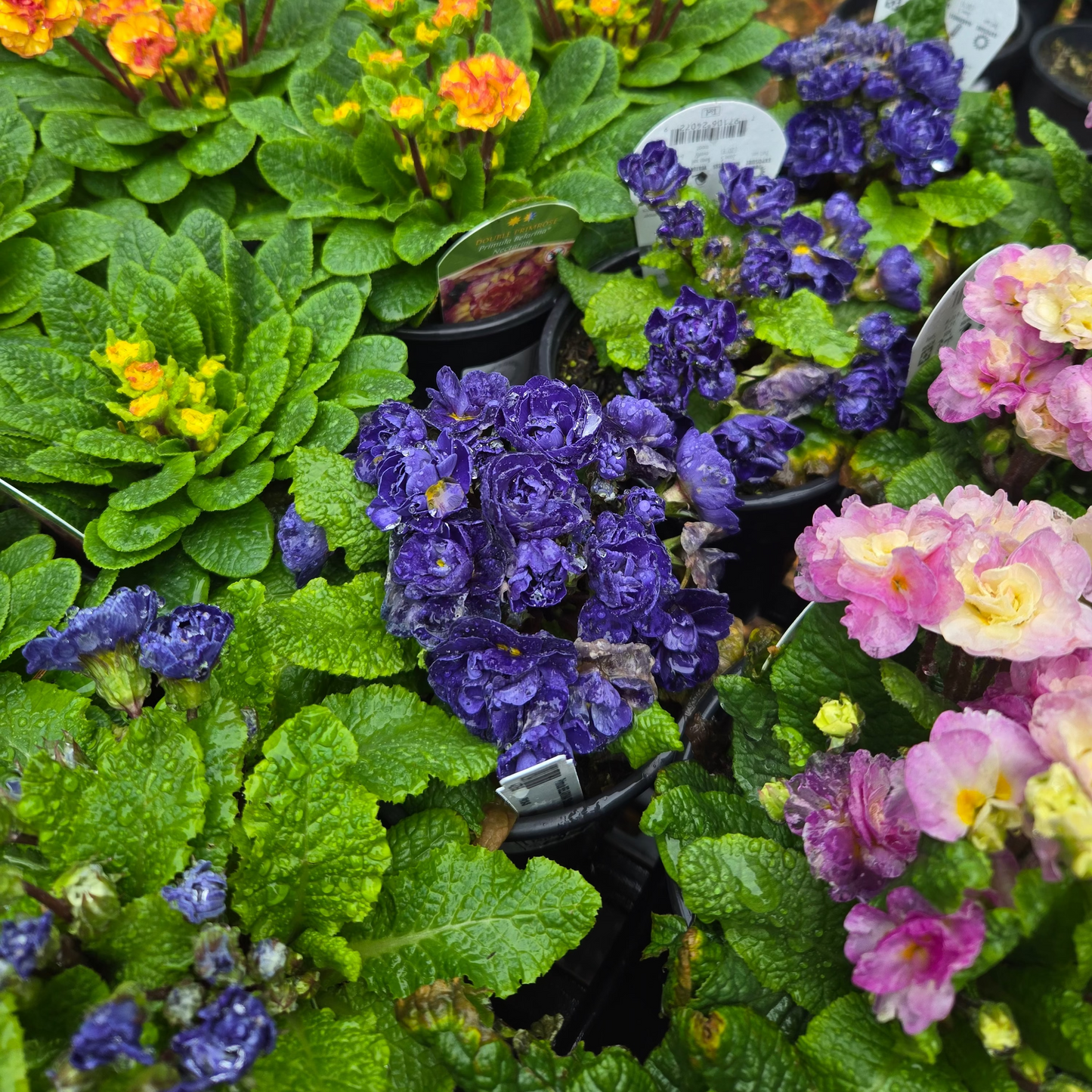 'Balctic Blue Belarina' Primrose