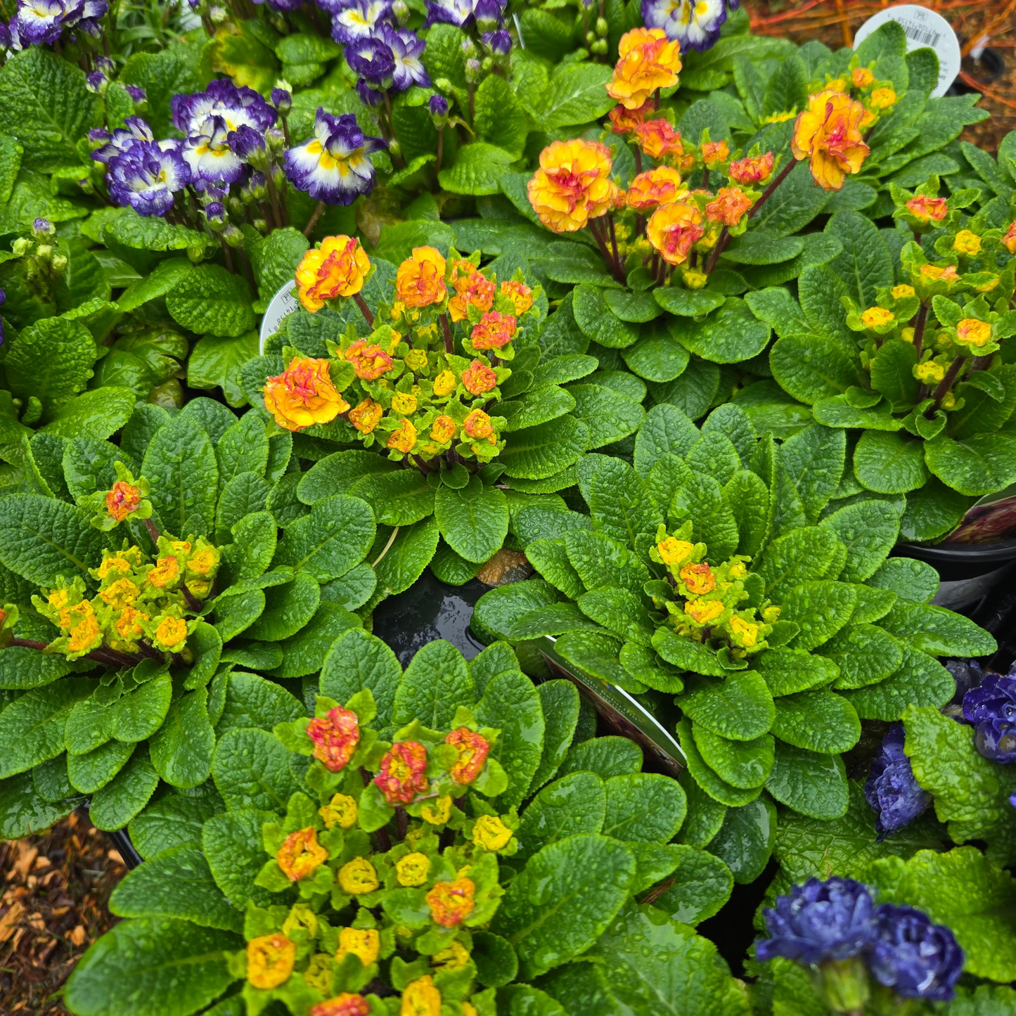 'Nectarine Belarina' Primrose