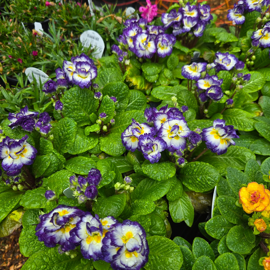 'Rhapsody Belarina' Primrose