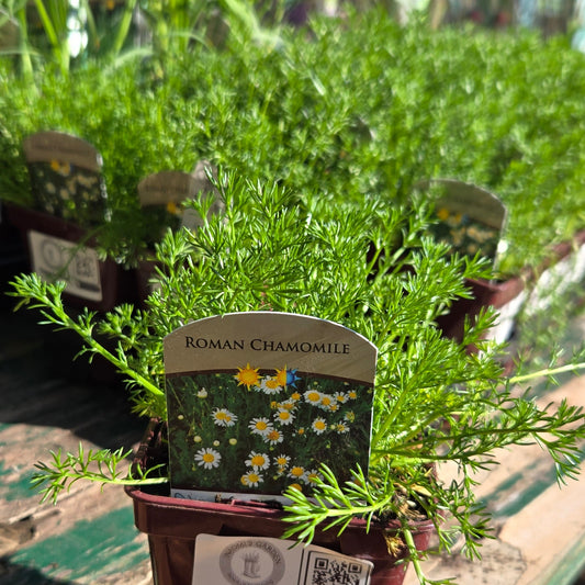 'Roman' Chamomile