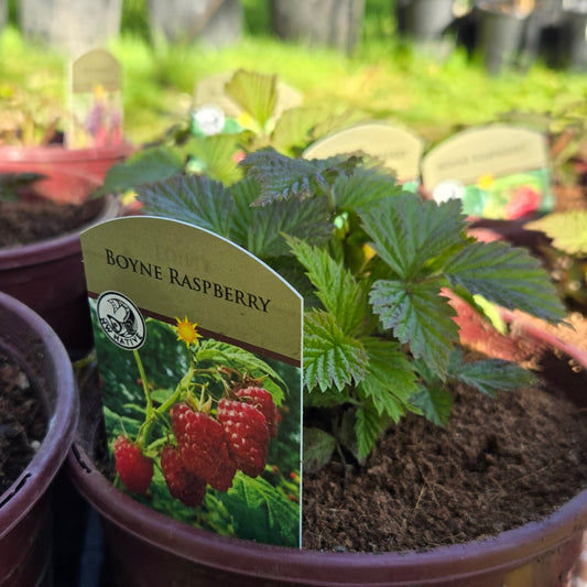 'Boyne' Raspberry